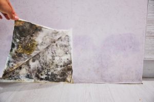 does homeowners insurance cover mold
